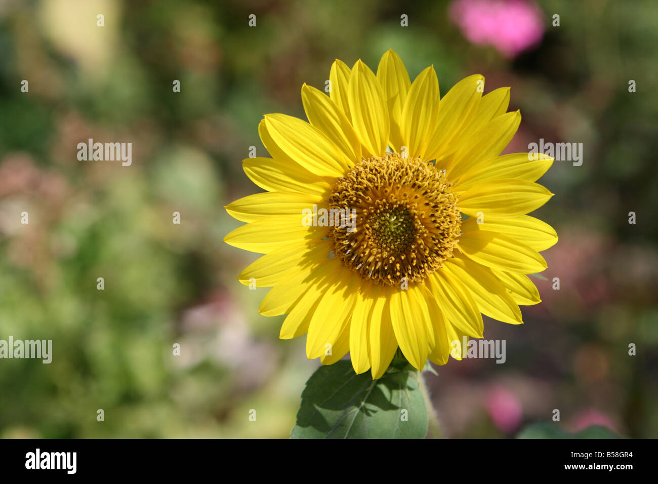 Bella sun flower closeup sfocatura dello sfondo del giardino Foto Stock