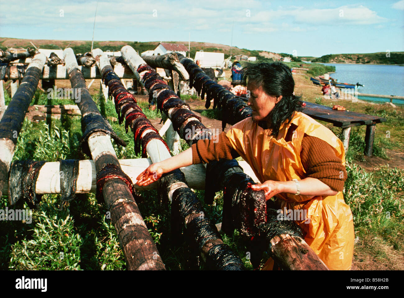 Essiccamento molto scure e carne di balena bianca con il bianco blubber, Eskimo della caccia alla balena camp, Beaufort Sea, Northwest Territories, Canada Foto Stock