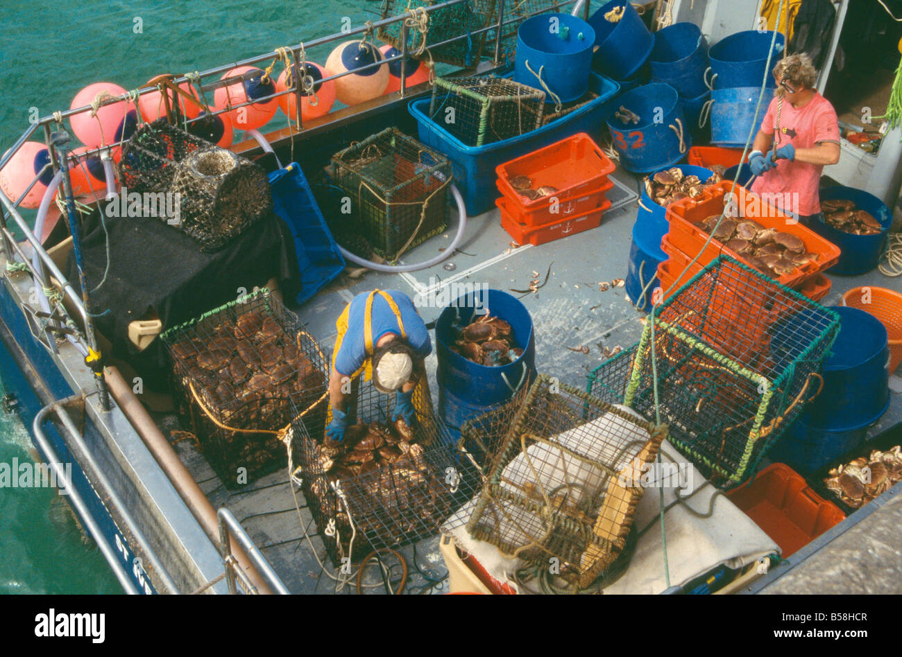 Ordinamento dei pescatori attraverso le loro catture di granchi freschi in St Ives Harbour, Cornwall, Regno Unito Foto Stock