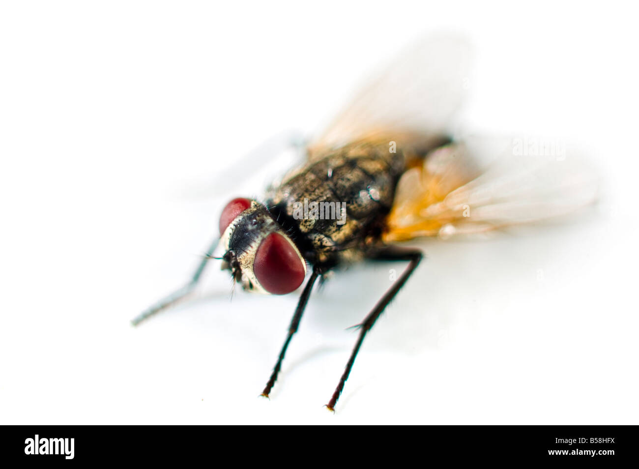 Close up di una mosca isolato su bianco Foto Stock