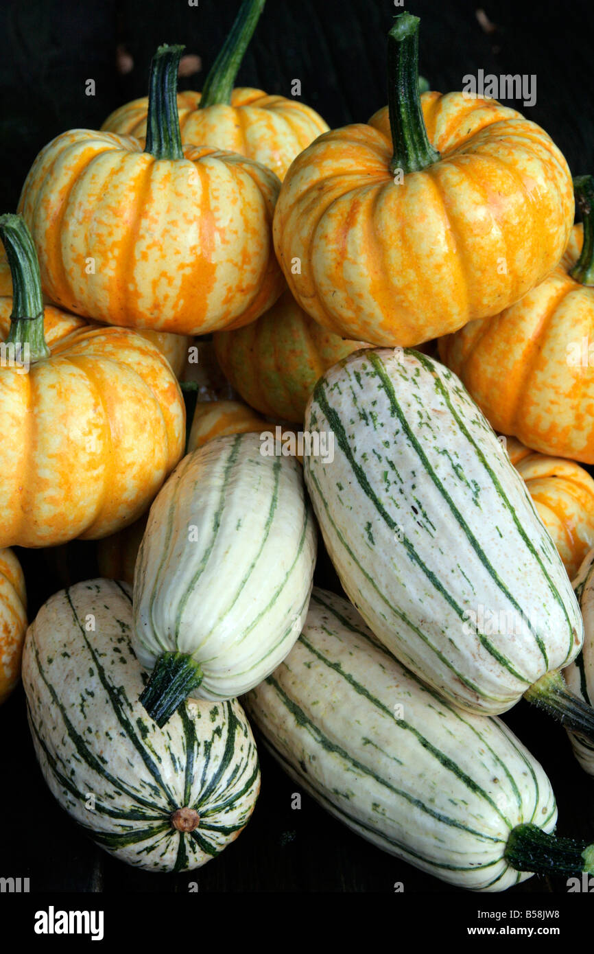 SQUASH DOLCE LIGHTNING F1 e delicata CORNELL CEPPO A APPLE frontale mostra dimensioni Foto Stock