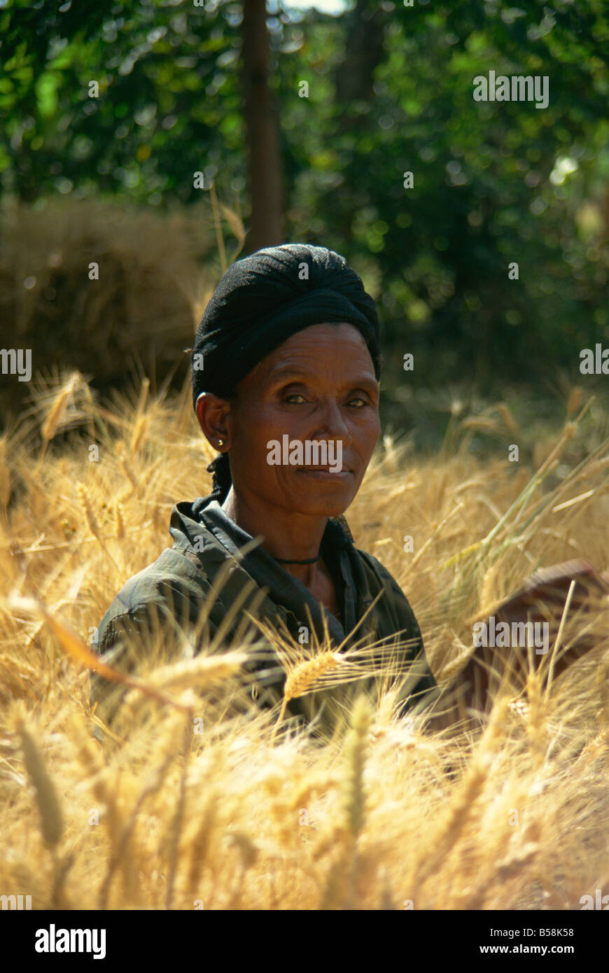 La donna la mietitura dei raccolti a mano, Soddo, Etiopia, Africa Foto Stock