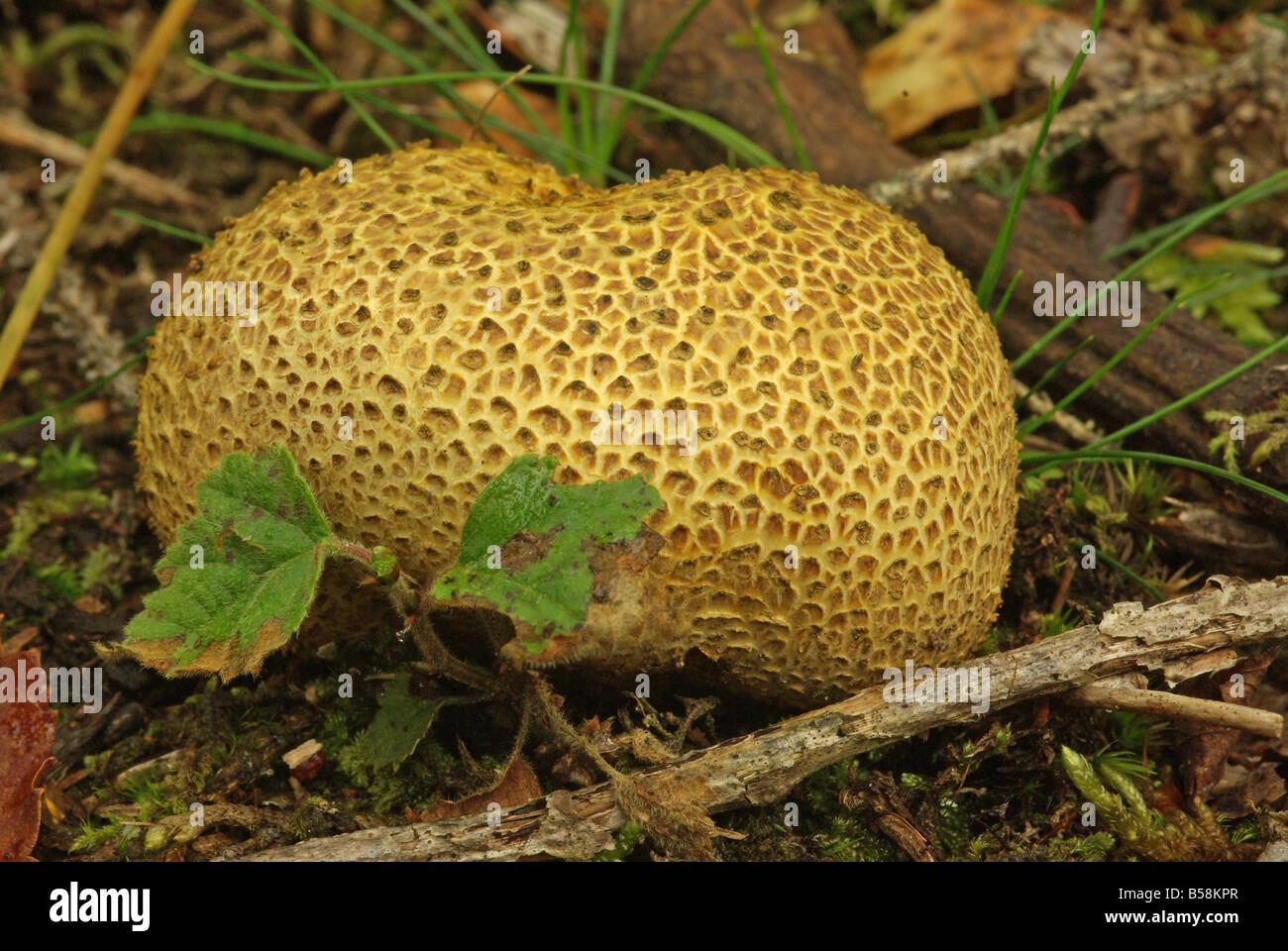 Scleroderma aurantium Foto Stock