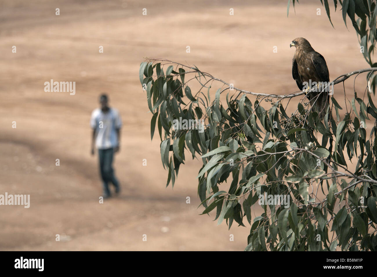 Un aquila veglia dai rami, alta sopra la città di Harar, Etiopia, Africa Foto Stock