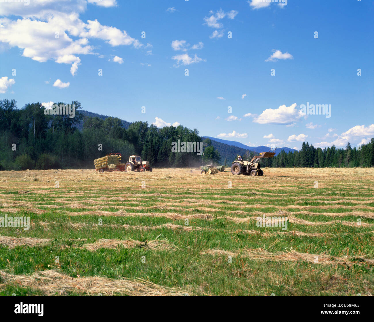 Fienagione British Columbia Canada America del Nord Foto Stock
