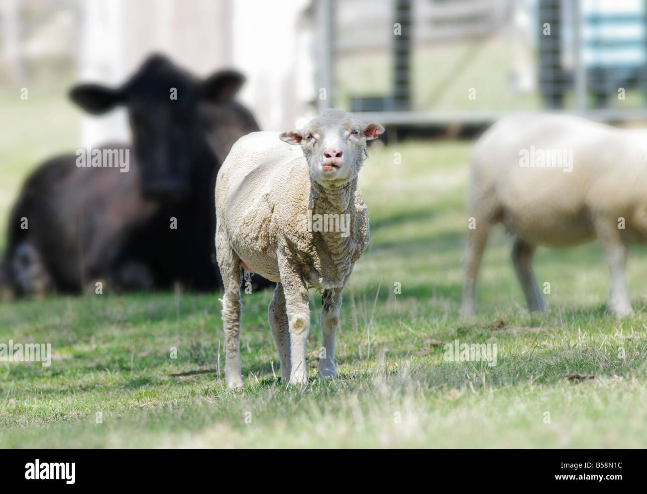 Grande immagine di una pecora in azienda Foto Stock