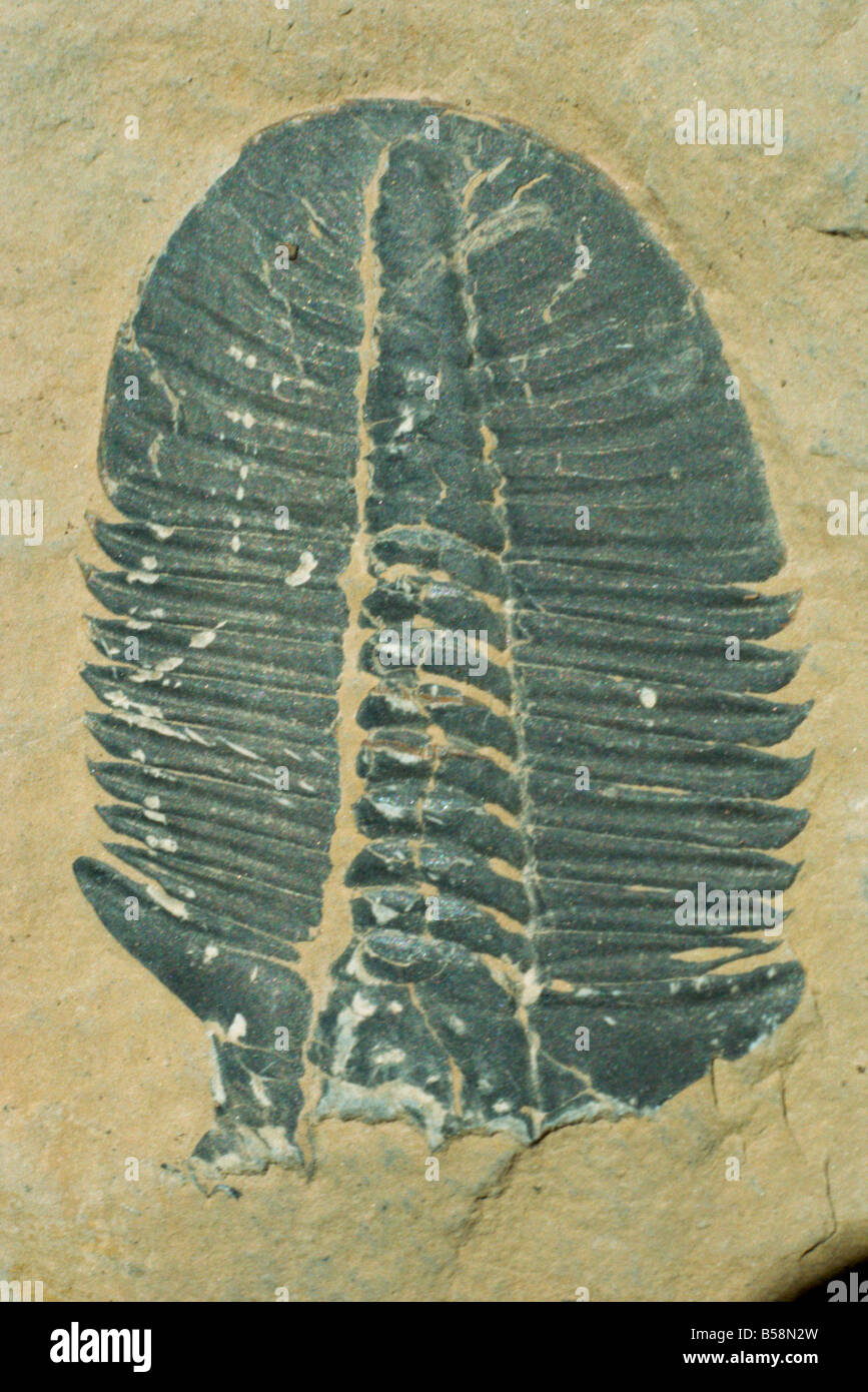 Fossili Ogygiopsis klotzi trilobata 50mm inferiore lungo Cambrian Stephen formazione Burgess Yoho Canada America del Nord Foto Stock