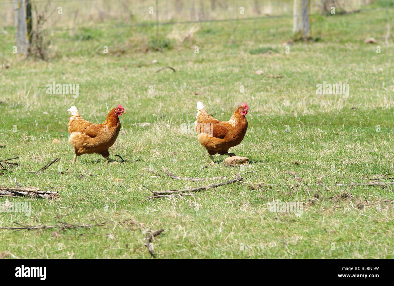 Grande immagine del freerange polli in azienda Foto Stock
