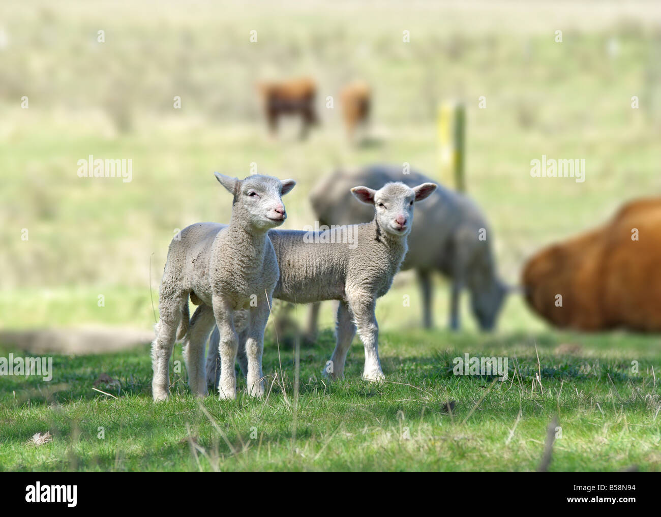 Grande immagine di due agnelli in azienda Foto Stock