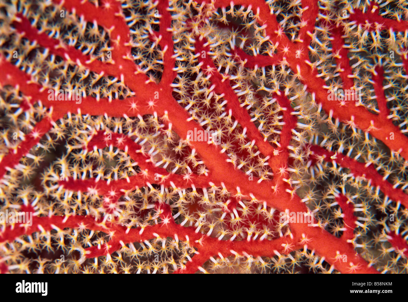 Close-up di mare rosso ventola, membro della famiglia octocoral, specie Subergorgia, Figi, Pacific Foto Stock