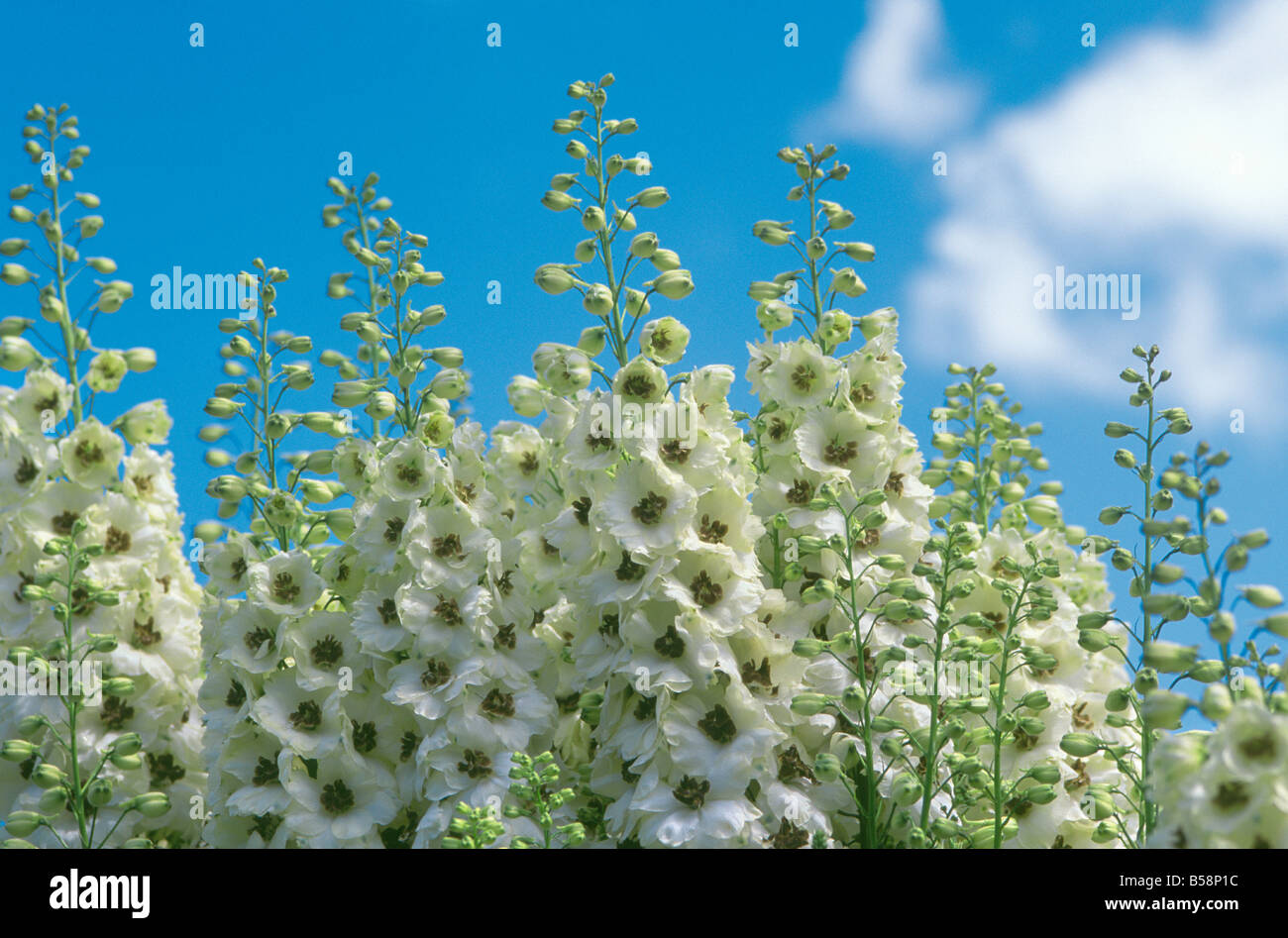 Delphinium elatum 'celebrazioni' contro il cielo blu e il cloud (nome comune: Larkspur) Foto Stock