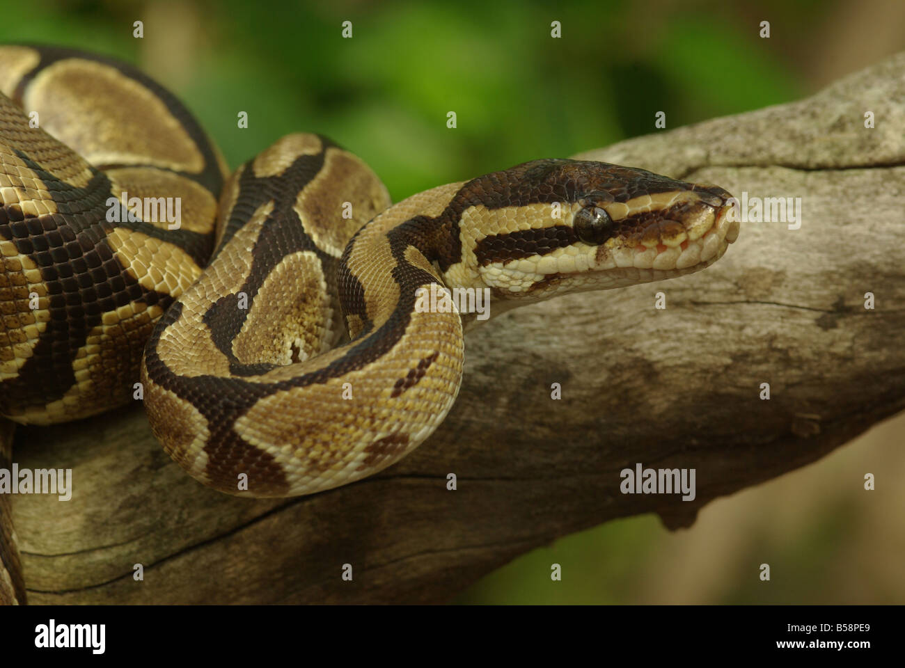 Un royal python, (Python regius) Foto Stock
