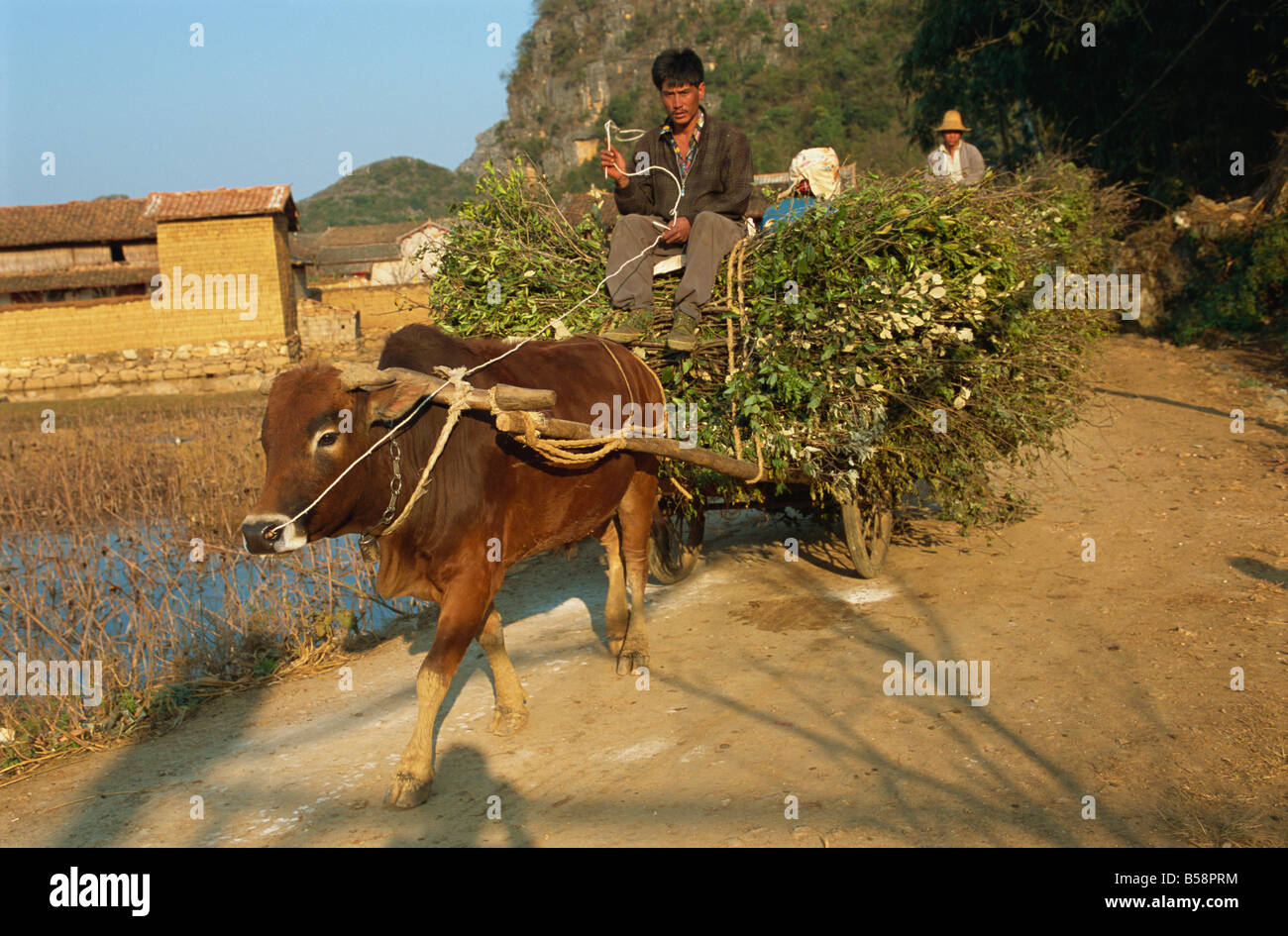 Buoi portando in legno Sani Village Qiubei County Yunnan Cina Asia Foto Stock