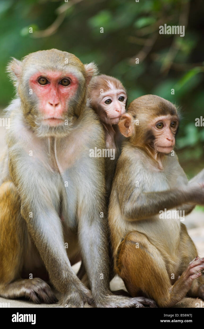 Monkey Island research park, Provincia di Hainan in Cina Foto Stock