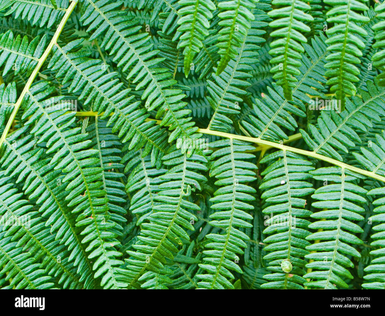 Felci close up - foglie di astratto Foto Stock
