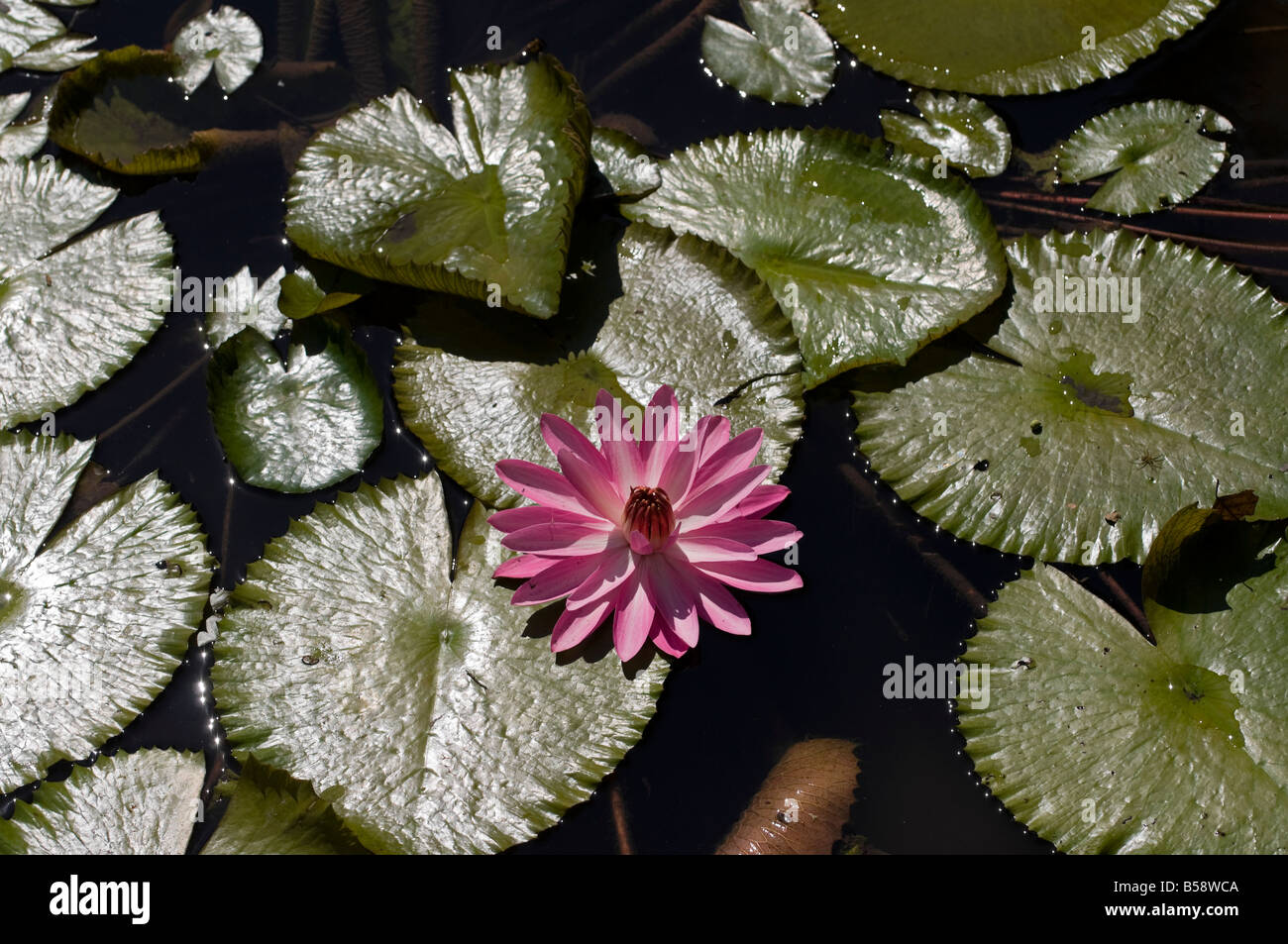 Acqua di rosa fiore di giglio tra le sue foglie galleggianti famiglia nymphaeaceae Foto Stock