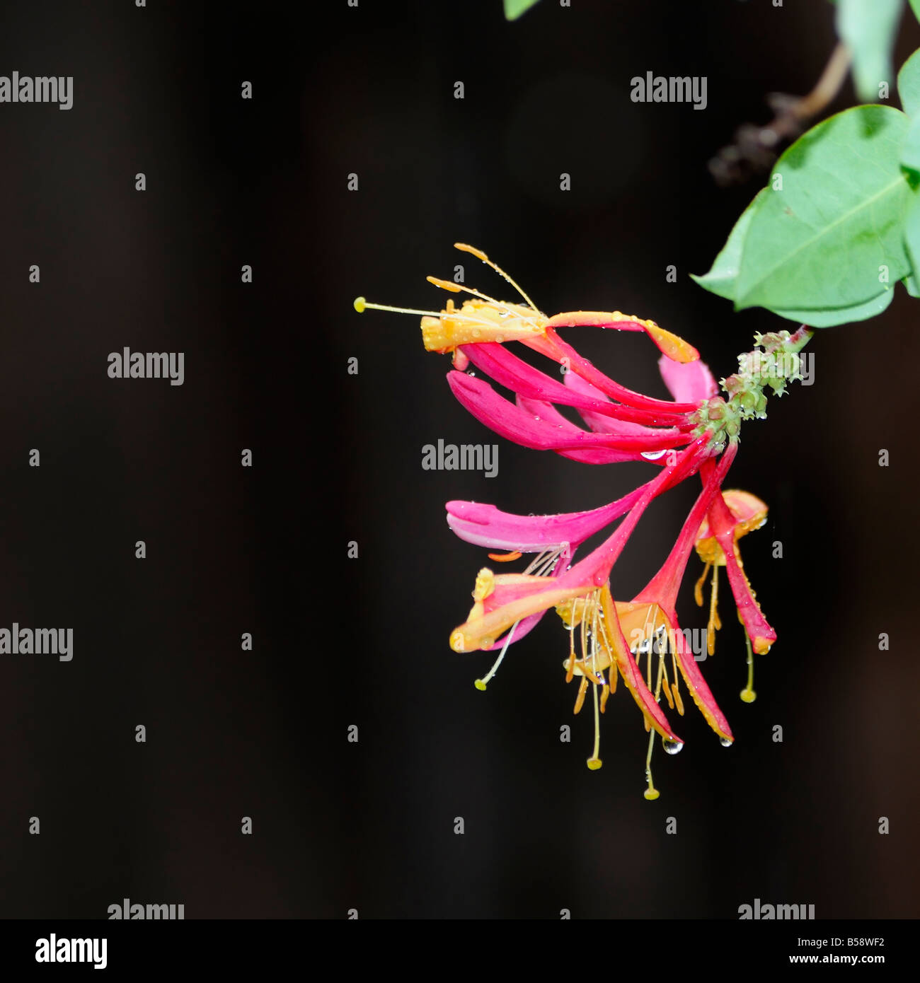 Un Goldflame Caprifoglio bloom, Lonicera x heckrottii con gocce di pioggia. Oklahoma, Stati Uniti d'America. Foto Stock