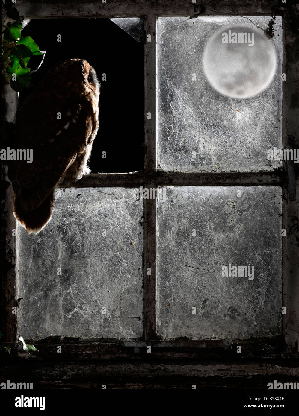 Allocco Strix aluco seduto nel vecchio capannone guardando fuori della finestra con luna Potton Bedfordshire Foto Stock