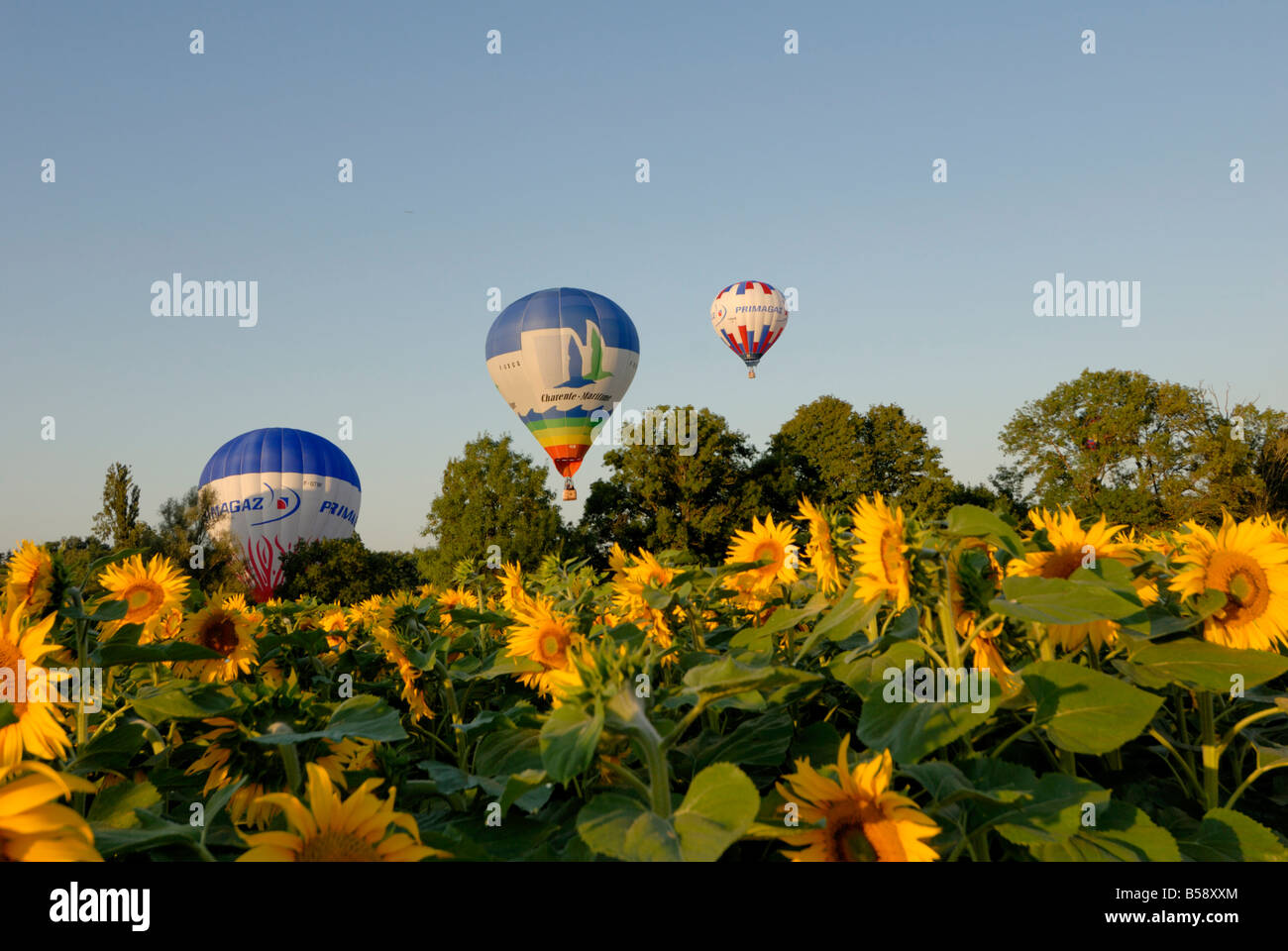 Volo in mongolfiera su campi di girasoli nelle prime ore del mattino, Charente, Francia, Europa Foto Stock