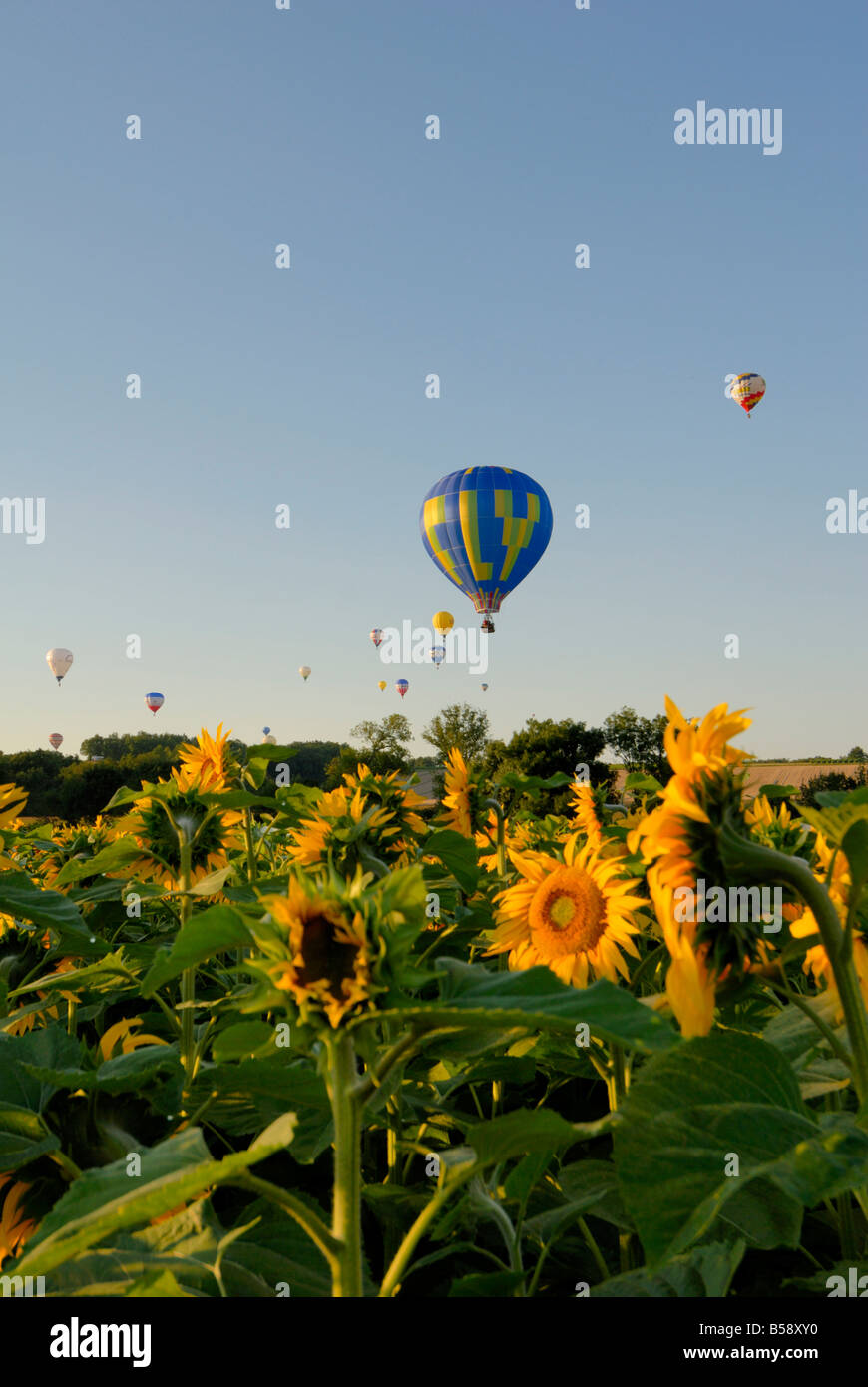 Volo in mongolfiera su campi di girasoli nelle prime ore del mattino, Charente, Francia, Europa Foto Stock