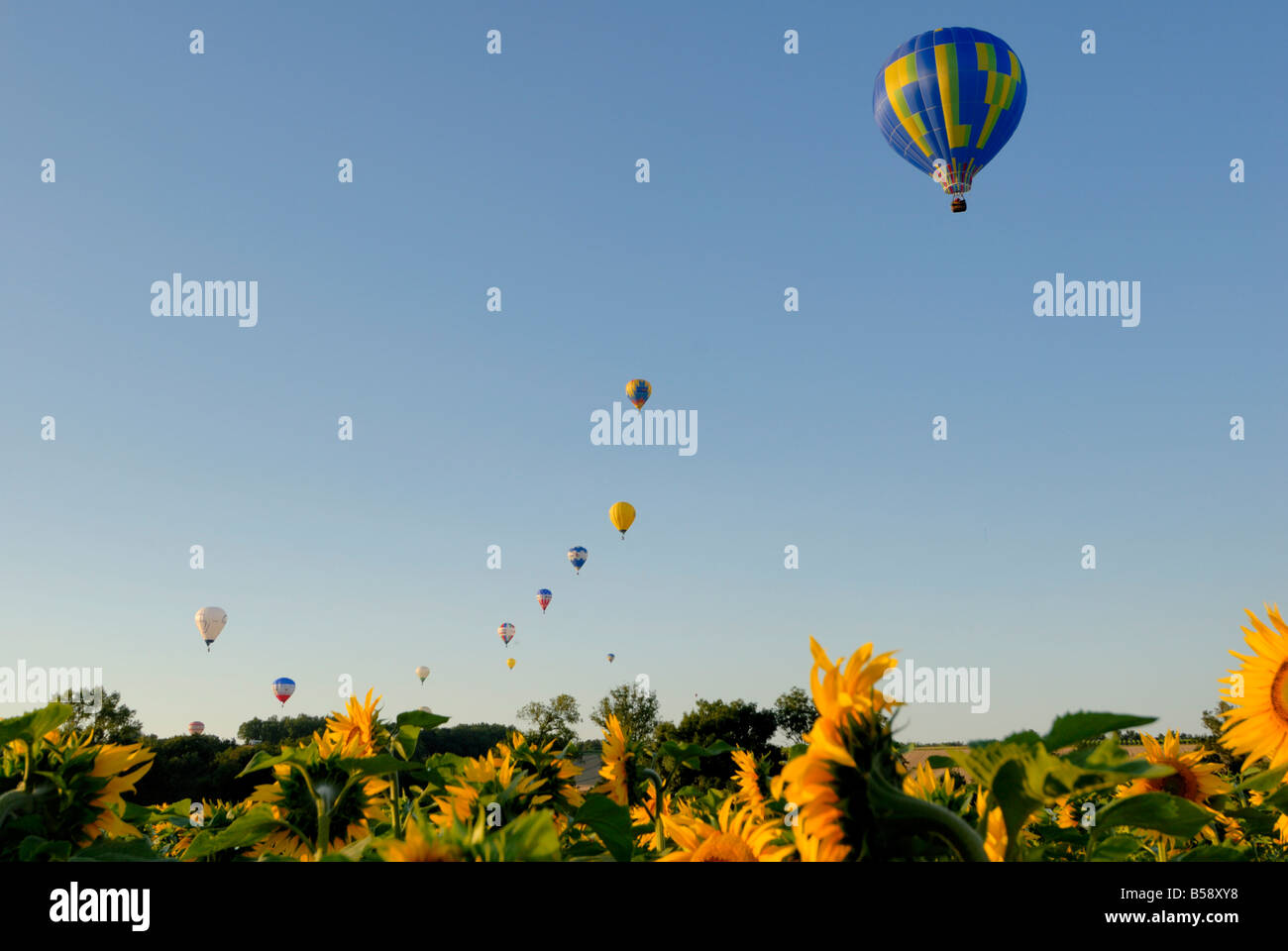 Volo in mongolfiera su campi di girasoli nelle prime ore del mattino, Charente, Francia, Europa Foto Stock