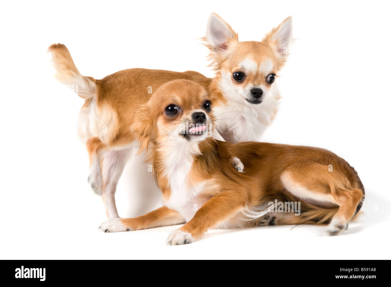 Due Cuccioli chihuahua in studio Foto Stock