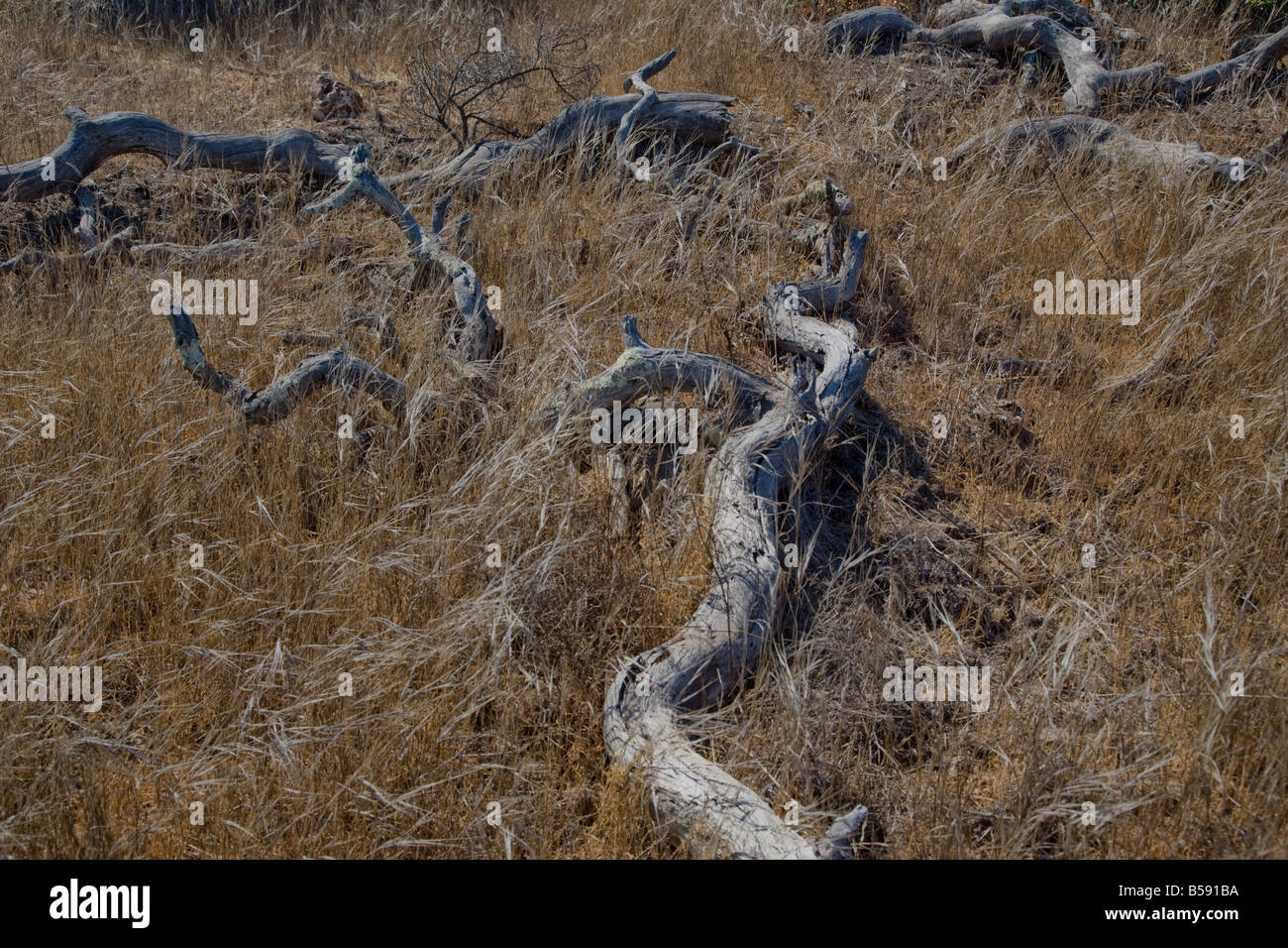Pennello asciutto fotografia nello stile di un albero caduto trunk in erba secca Foto Stock