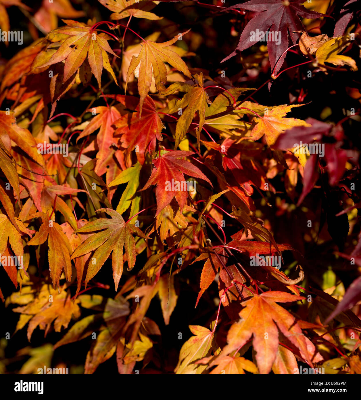 Oro di autunno - Acer Palmatum Atropurpureum f Foto Stock