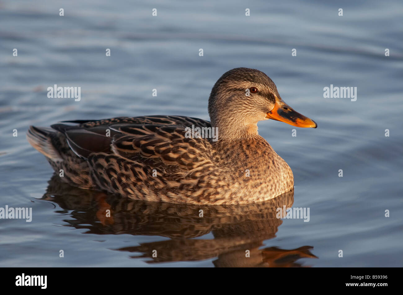 Anatra selvatica afloating sul fiume Foto Stock