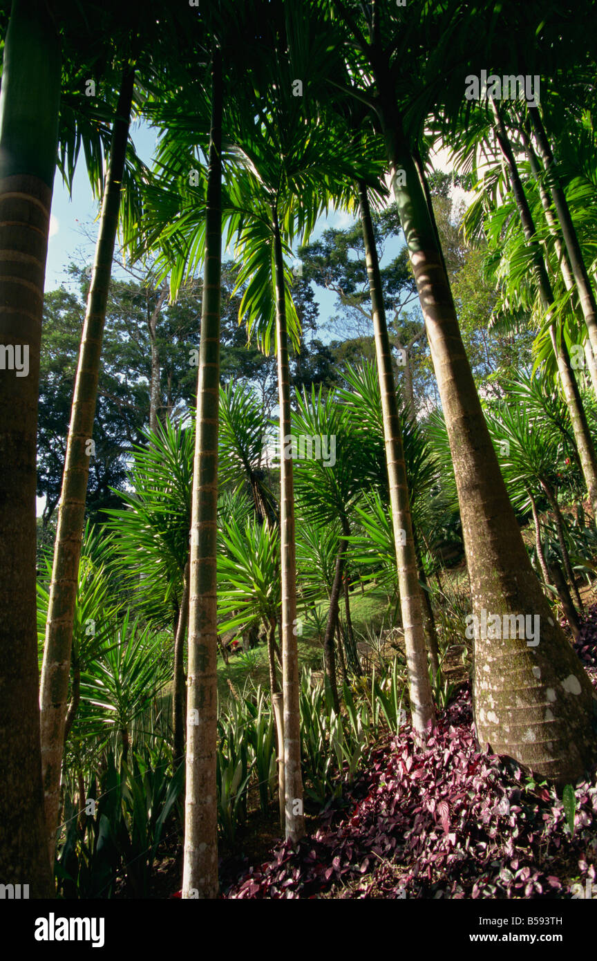 Balata Gardens Martinica Caraibi G Thouvenin Foto Stock