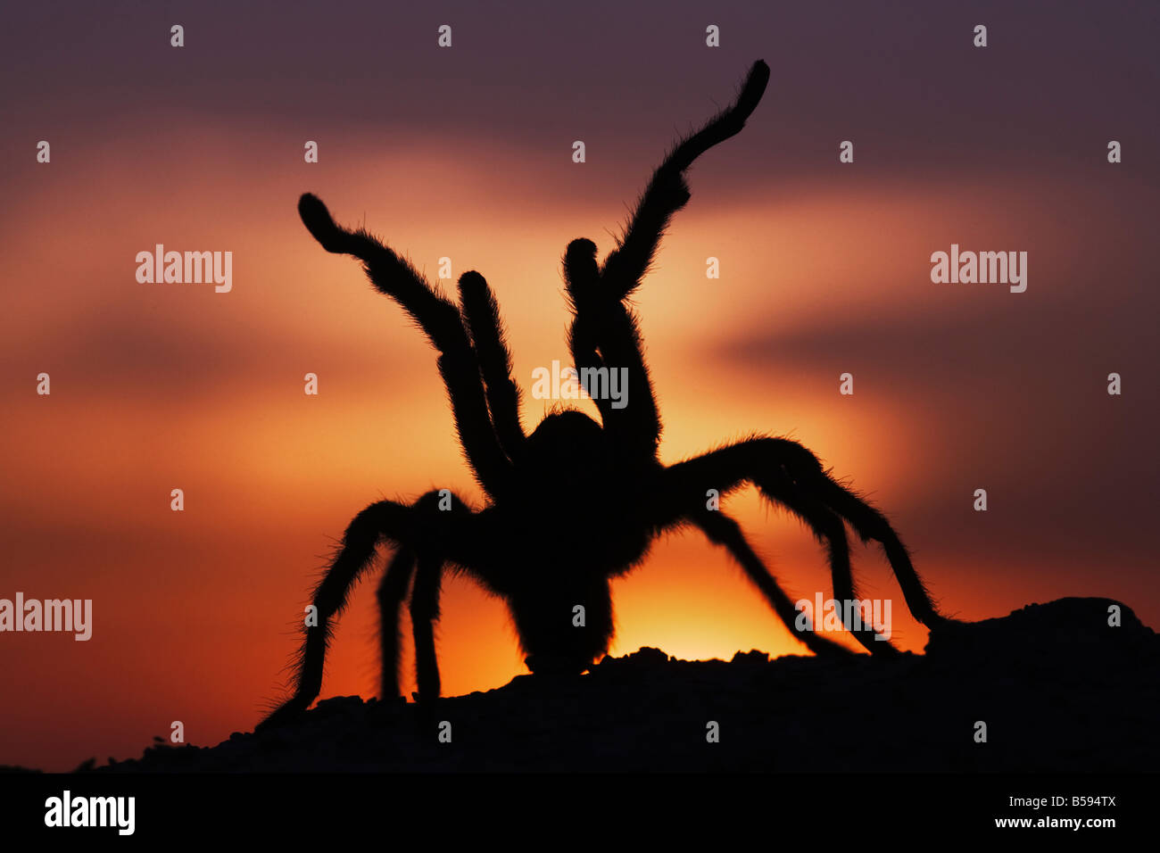 Texas Brown Tarantola Aphonopelma hentzi adulto al tramonto in difesa Sinton Corpus Christi Coastal Bend Texas USA Foto Stock