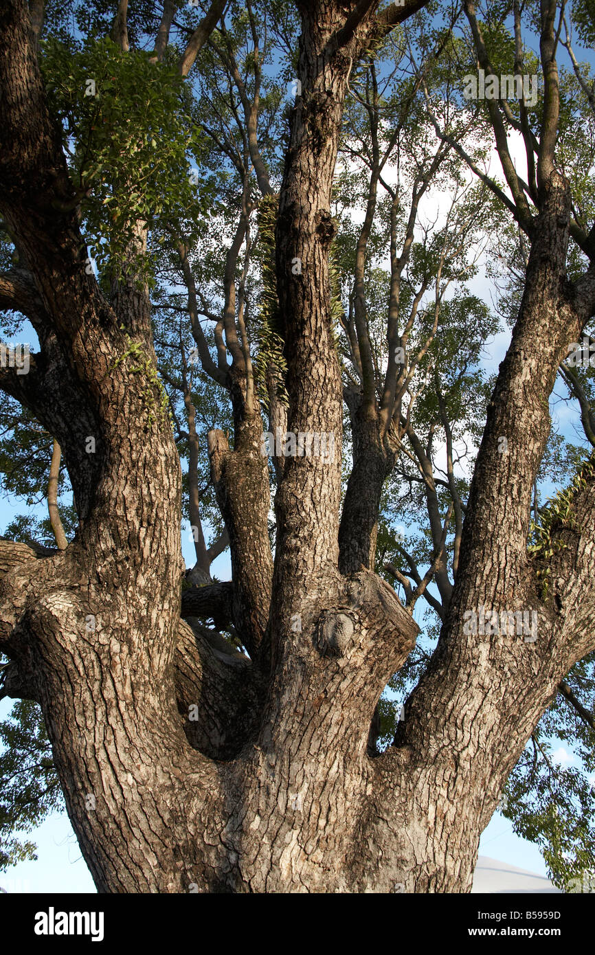 Grande vecchio albero maturo nella Sunshine Coast di Queensland QLD Australia Foto Stock