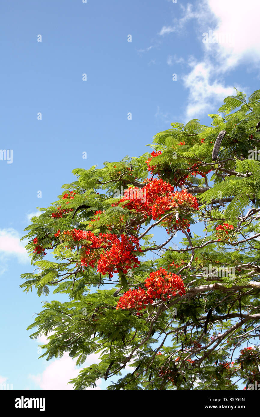 Alberi Ponciana con fiamma fiori rossi contro il cielo blu sul nord Isola Stradbrook Queensland QLD Australia Foto Stock