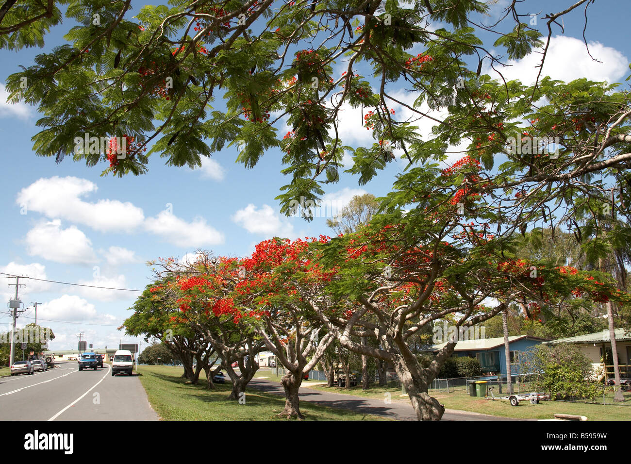 Alberi Ponciana fiamma con fiori di colore rosso su strada a nord Isola Stradbrook Queensland QLD Australia Foto Stock