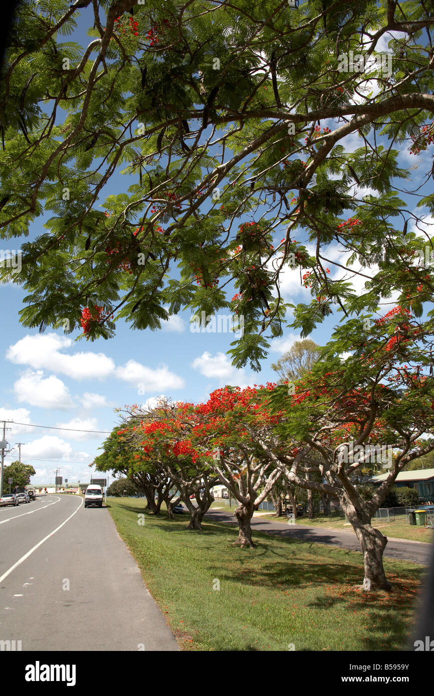 Alberi Ponciana fiamma con fiori di colore rosso su strada a nord Isola Stradbrook Queensland QLD Australia Foto Stock