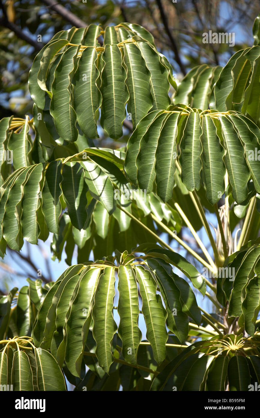 Ombrello di foglie di albero su North Stradbroke Island Queensland QLD Australia Foto Stock