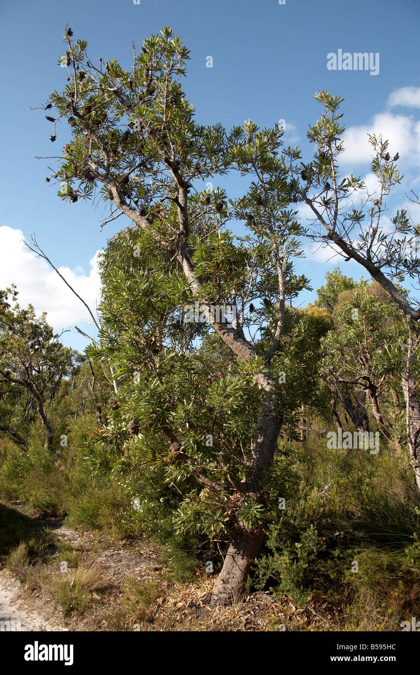 Banksia albero su North Stradbroke Island Queensland QLD Australia Foto Stock