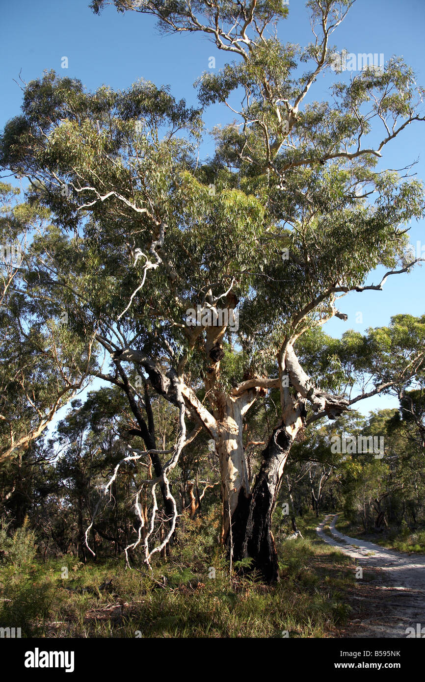 Vecchio albero su North Stradbroke Island Queensland QLD Australia Foto Stock