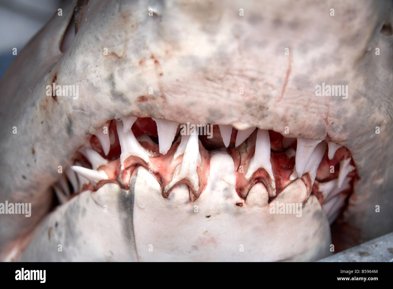 Shark s bocca con righe di denti taglienti catturati al largo della costa del Queensland QLD Australia Foto Stock