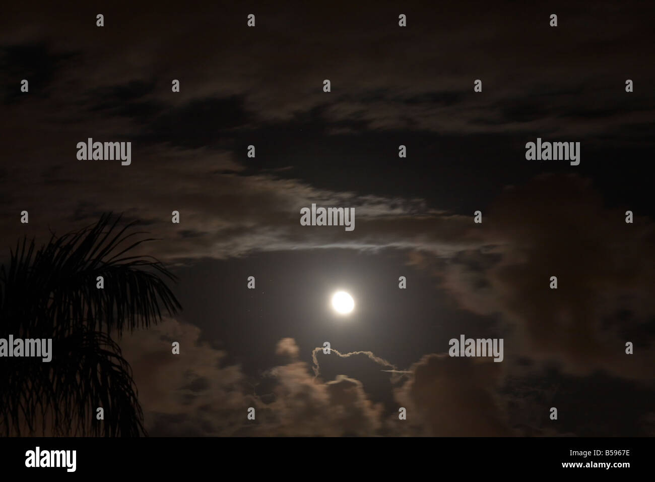 Luna piena dietro scudding scure nuvole a notte con Palm tree nel Queensland QLD Australia Foto Stock