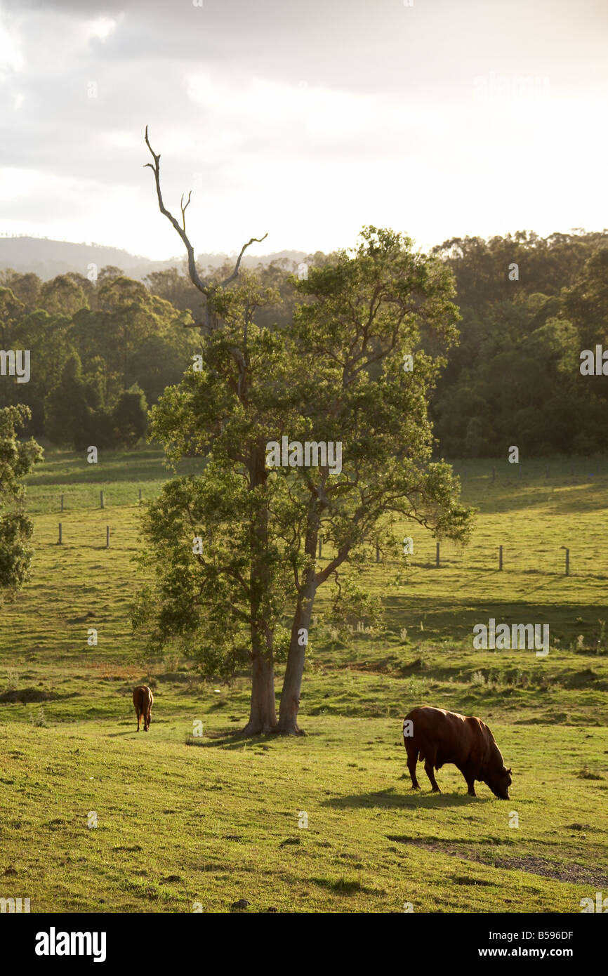 Bellissima scenic il paesaggio agricolo con campi verdi del bestiame o delle vacche e alberi vicino a Woodford nel Queensland QLD Australia Foto Stock