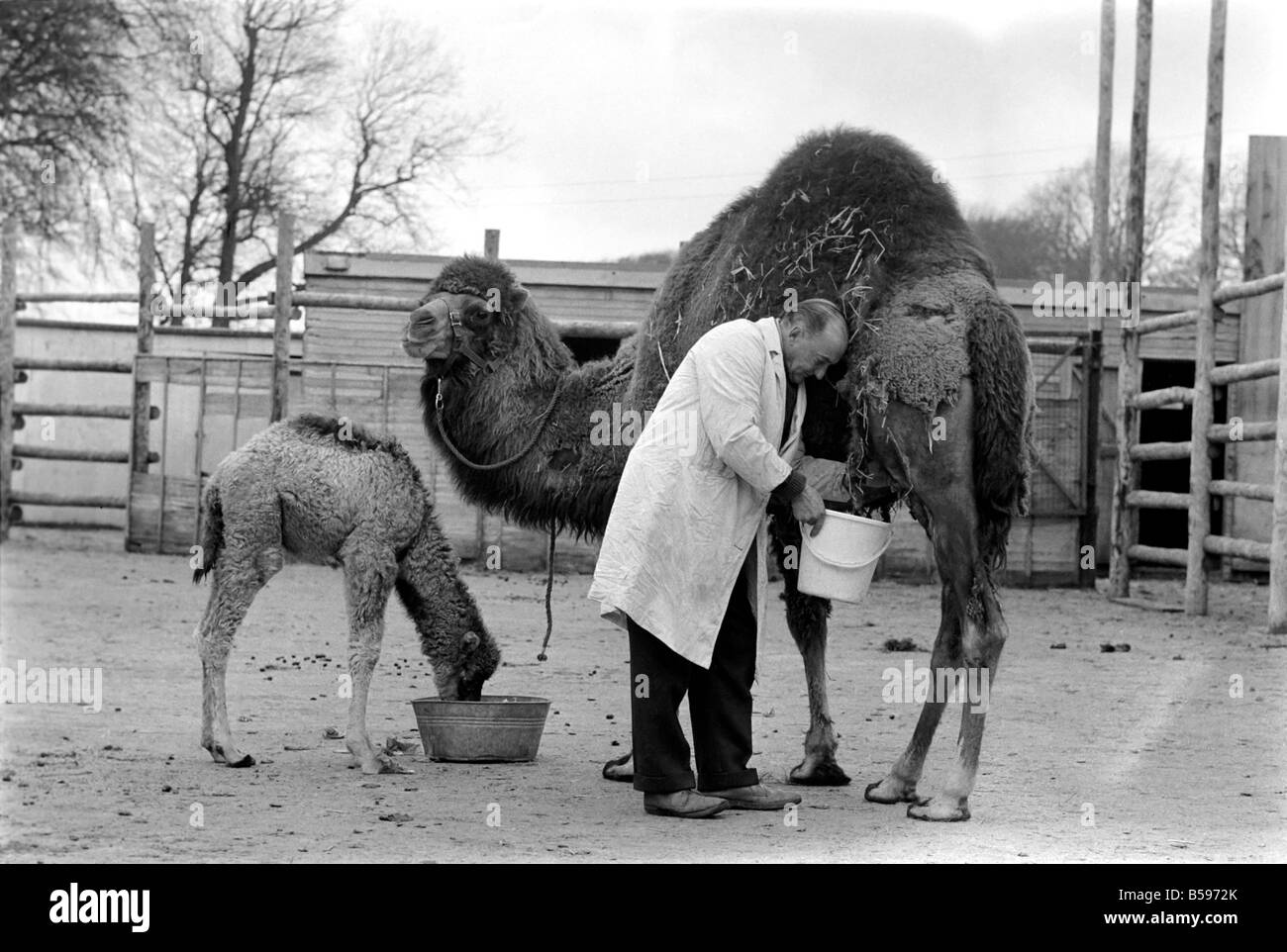 3 settimana fa il cammello e il detentore Alec lungo. Marzo 1975 75-01675 Foto Stock