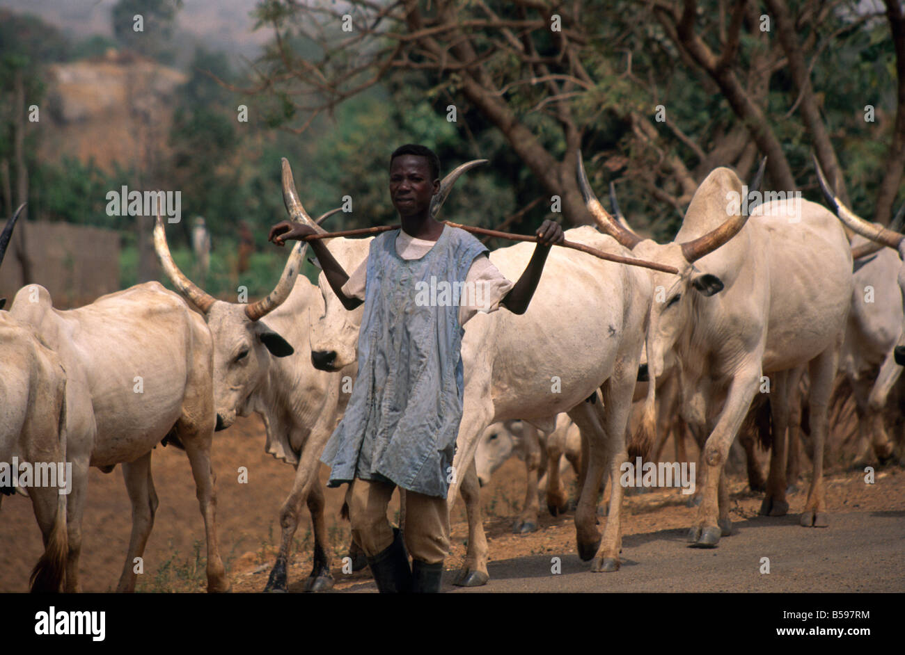 Mucca herder farmer boy con bastone e dalle lunghe corna di bovini a piedi lungo una strada a Kaduna Nigeria Africa Foto Stock