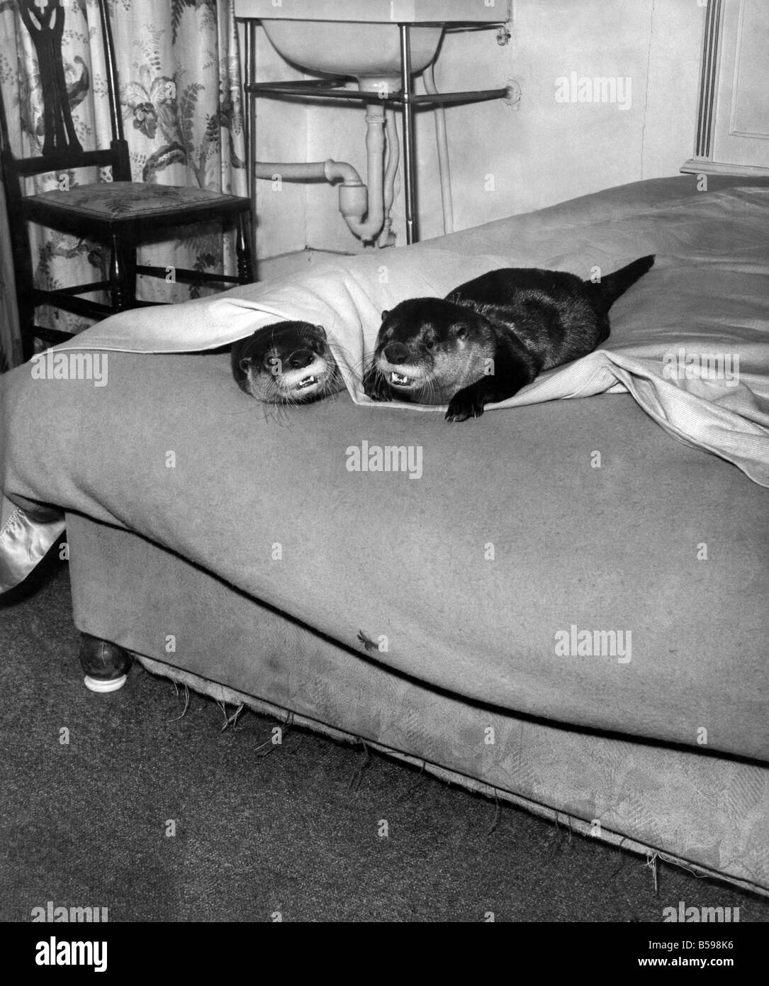 Mekles e Dosso Lontra europea prepararsi per letto. Dicembre 1963 P007359 Foto Stock