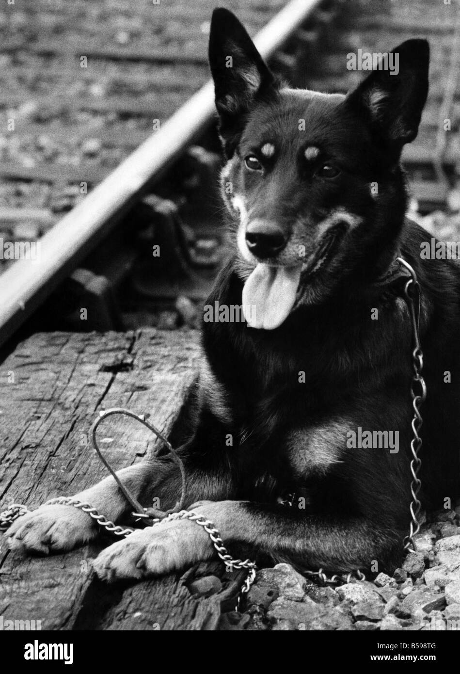 Chrissie accanto alla pista dove il suo cucciolo è morto dopo aver infilato il suo collare, il cucciolo di vuoto del piombo e il collare sono di fronte a lei. Settembre 1972 P007434 Foto Stock