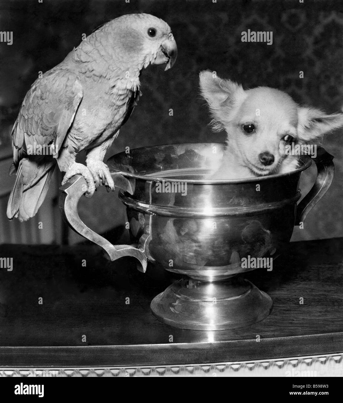 Chihuahua a pelo lungo Foto e Immagini Stock in Bianco e Nero - Alamy