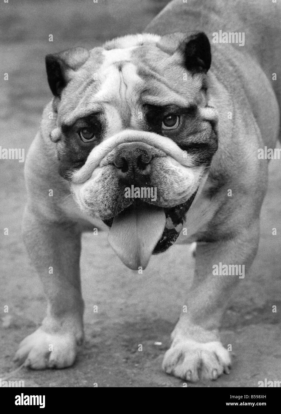 Billie British Bull cane visto qui avendo difficoltà ad affrontare con la stagione calda. Settembre 1985 P007459 Foto Stock
