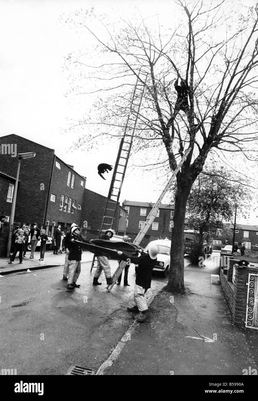I vigili del fuoco il salvataggio di un gatto intrappolato su un albero. Aprile 1981 P007481 Foto Stock