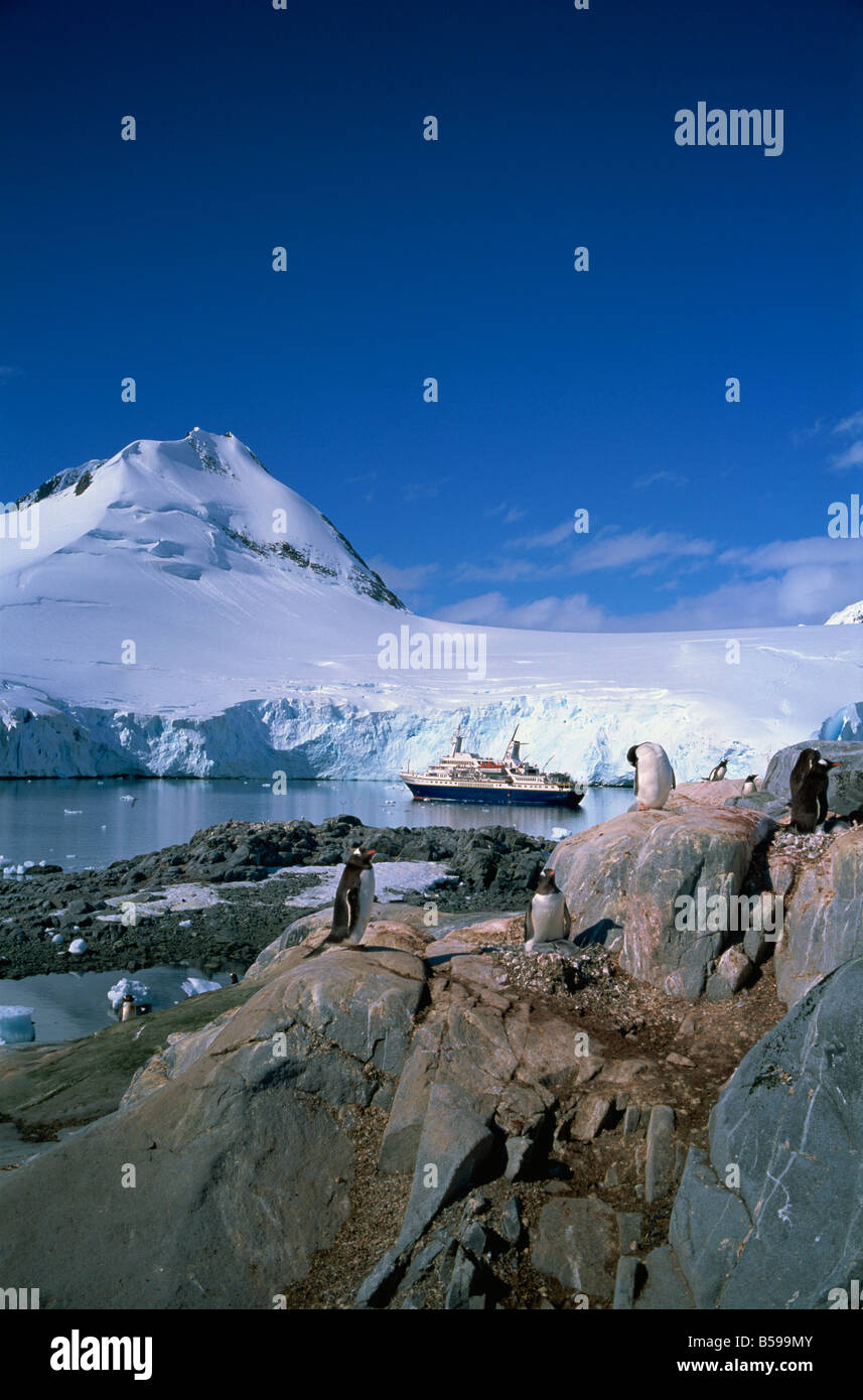 I pinguini Gentoo e Cruiseship mondo scopritore Penisola Antartica Antartide Regioni polari Foto Stock