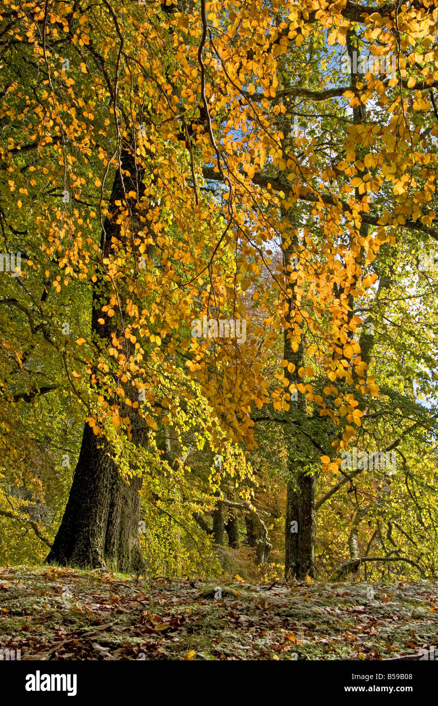 I colori autunnali a Loch un Eilein Rothiemurchus Aviemore Badenoch e Strathspey Inverness-shire Highland Regione Scozia UK Foto Stock